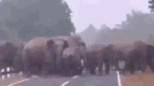 ପୁରୁଣାକୋଟ ପାଶ୍ଵବର୍ତ୍ତୀ ଜଙ୍ଗଲରୁ ହିନ୍ଦୋଳ ନରସିଂହପୁର ରାଜରାସ୍ତା ରେ ସନ୍ଧ୍ୟାରେ ପାର ହେଲେ ହାତୀ ପାଖ ଗ୍ରାମବାସୀ ଭୟଭୀତ 