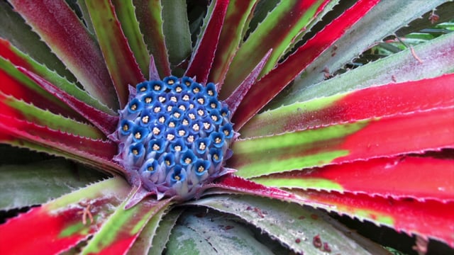 Hardy Bromeliad Fascicularia bicolour