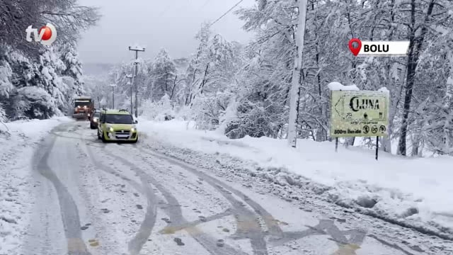 Abant Yoluna Ağaç Devrildi, Tatilciler Yolda Kaldı