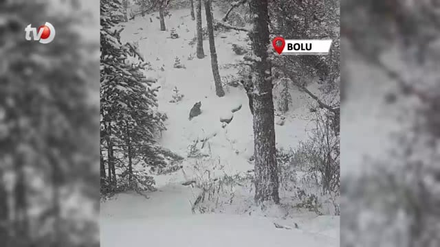 Bolu'da Kış Uykusuna Yatmayan Ayılar Kameraya Yansıdı