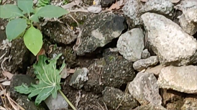 आंदोलन करूनही कडेगाव येथील बस स्थानक स्वच्छता गृहाची दुर्दशा. ड्रेनेजची दुर्गंधी परिवहन मंडळाचे अधिकारी कक्ष देतील का