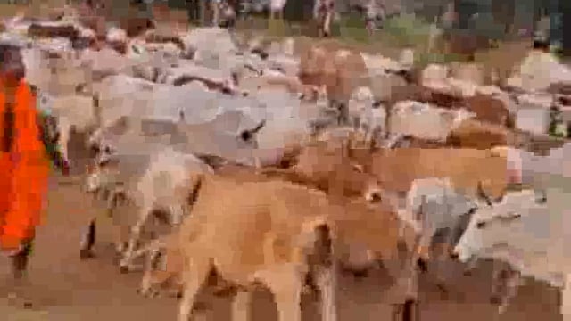 ବିଶ୍ୱାସ ଆଗରେ ହାର ମାନିଛି ବିଜ୍ଞାନଫେଲ ଗୋବିନ୍ଦପୁରରେ ଗୋ ଚିକିତ୍ସା. ଫାଟୁଆ ରୋଗ କୁ ପଣା ଭରସା..