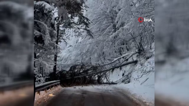 Kar ve tipiye dayanmayan ağaçlar Gölcük Tabiat Parkı yoluna devrildi