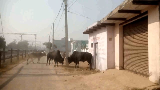 राया: वर्चस्व की लड़ाई आपस में भिड़े नंदी ,रास्ता हुआ जाम