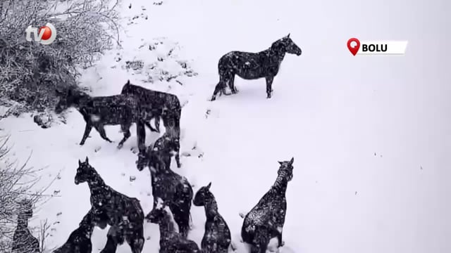 Bolu'da Karlı Havada Yılkı Atları Görüntülendi