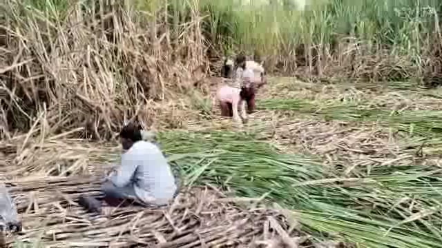 कोल्हापूर जिल्ह्यातील ऊस तोडीच्या खुशालीसाठी ऊस तोडणी कामगार व हार्वेस्टिंग मशीन चालक यांच्यामध्ये जणू पैशासाठी स्पर्धा सुरू असल्याने शेतकरी ऊस उत्पादक या स्पर्धेतून बाहेर पडण्यासाठी आता ऊसाएवजी दुसरे पीक घ्यावे का अशा संभ्रमा अवस्थेत.