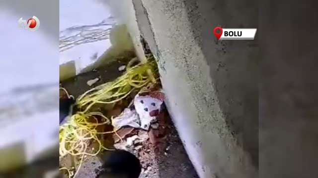 Yaramaz Yavru Kedi, Apartman Boşluğuna Düştü