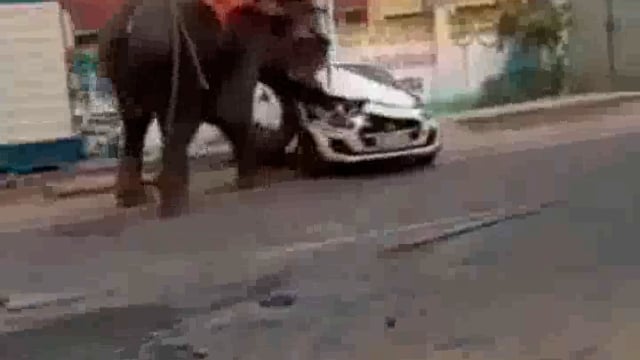 ଆଠଗଡ଼ ତିଗିରିଆ ରେ ହାତୀ ଭାଙ୍ଗିଲା କାର ପାଗଳ ହେଲା ପୋଷା ହାତୀ ମାନିଲାନି ମାଲିକ କଥା 