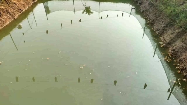 असामाजिक तत्वों ने पोखर में डाली जहर, लाखों रुपए की मछलियां मरी