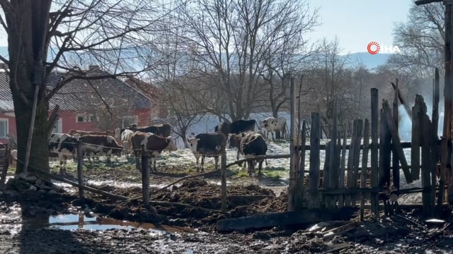 Samanlık ve ahır küle döndü: 3 büyükbaş telef oldu, 17'si kurtarıldı