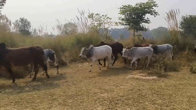 योगी सरकार कितनी भी व्यवस्था करदे लेकिन कर्मचारियों की लापरवाही से किसानोंकी फासले हो रही है नष्ट पूरा मामलाअमेठी जिलाका
