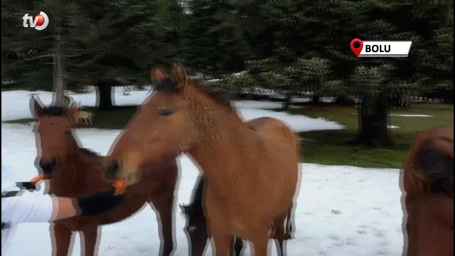 Yabani Yılkı Atlarını Eliyle Verdiği Havuçlarla Besledi