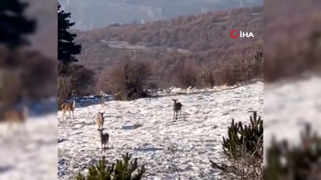 Bolu’da yiyecek arayan karaca sürüsü görüntülendi