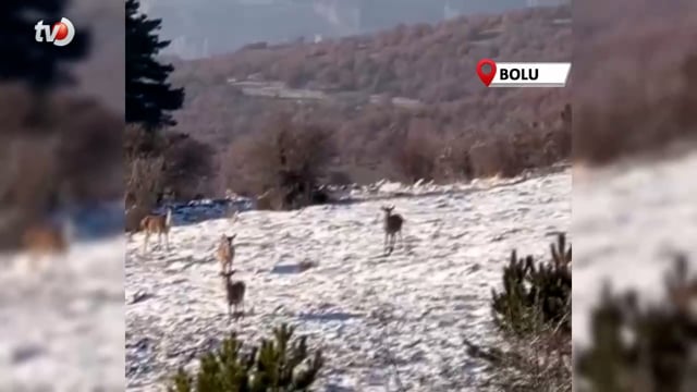 Bolu’da Yiyecek Arayan Karaca Sürüsü Görüntülendi