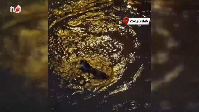 Zonguldak’ta Su Samuru Görüntülendi