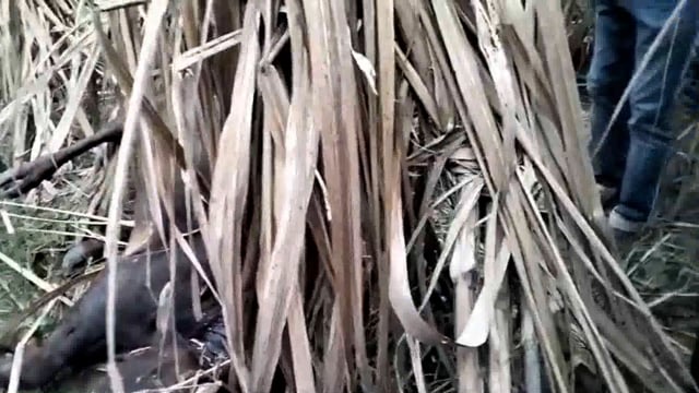 वाल्मीकि टाइगर रिज़र्व के घने जंगलों से निकलकर ग्रामीण क्षेत्र में पहुंचे एक बाघ ने गाय को बनाया अपना शिकार 