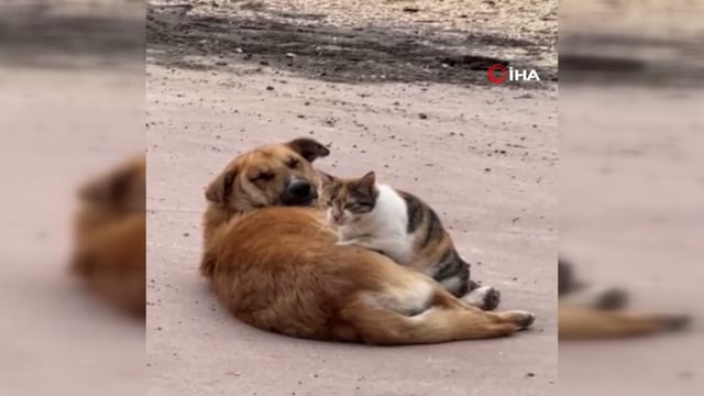 Kedi ile köpeğin sevimli dostluğu kameraya yansıdı