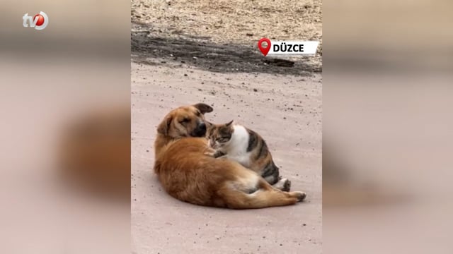 Kedi İle Köpeğin Sevimli Dostluğu Kameraya Yansıdı