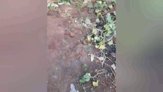 ଭୁବନ ରେଞ୍ଜ ଅନ୍ତର୍ଗତ ଜିରାଳ ବଜ଼ାର ଦେଇ ଦୁଇଟି ଦନ୍ତା ହାତୀ  ସରଦେଇପୁର ଦେଇ କାଜୁବଗିଚା ରେ ଥିବାର ଜଣାପଡ଼ିଛି ।