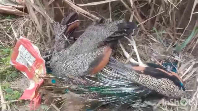 Bahraich :1 पूरा मामला जनपद बहराइच के तहसील महसी ग्राम सभा रेहुआ मंसूर का है 