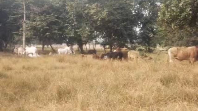 बिहार ब्लॉक के रामगढ़ बनोही में आवारा पशुओं का आतंक किसानों की फसलों को कर रहें नष्ट शिकायत करने के बाद भी नहीहुआनिस्तारण