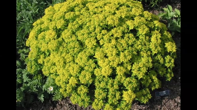 Don Whitton – Euphorbia