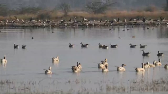 जोधपुर झील बना संकटग्रस्त पक्षियों का ठिकाना ब्रज तीर्थ विकास परिषद जोधपुर झील वेटलैंड कोकर रहा हैं संरक्षित