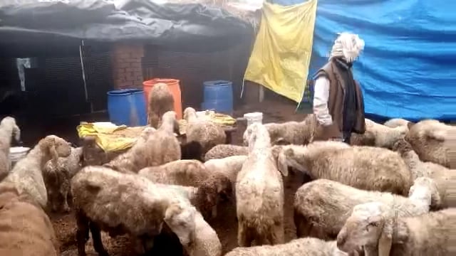 सोनई: अज्ञात चोर ले उड़े 32 भेड़, पुलिस चौकी बिचपुरी क्षेत्र के तेहरा महावन का मामला 