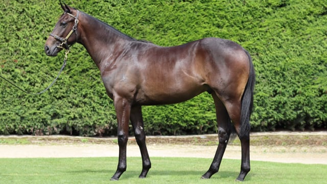 Camillino - Savabeel