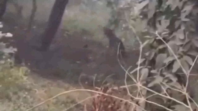 ब्रैकिंग न्यूज़___ वेटनरी विश्व विद्यालय के पास डेयरी फार्म में दिखा तैंदुआ, वीडियो सोशल मीडिया पर हुआ वायरल।