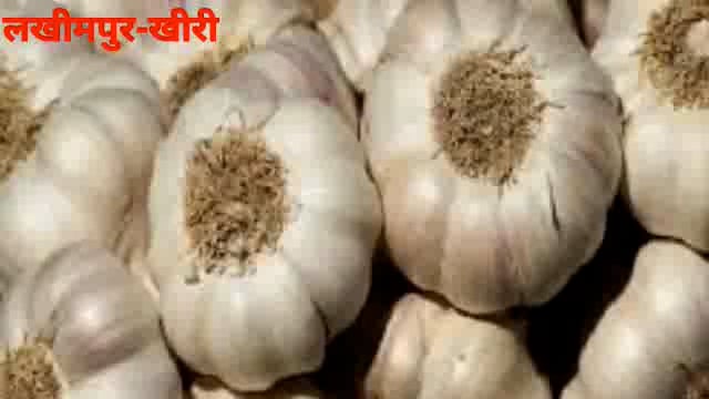 चंदनचौकी में नेपाल बार्डर से धड़ल्ले से हो रही चाइनीज़ लहसुन की तस्करी 