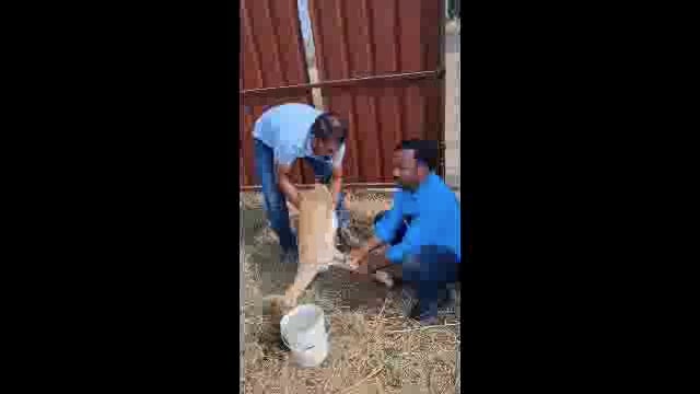 तीवटग्याळ येथे कुत्र्याच्या हल्ल्यात हरीण जखमी