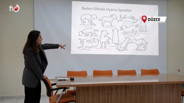 Sokak Hayvanları Yasaya Uygun Şekilde Rehabilite Edilecek