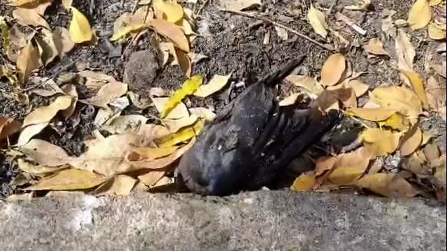 उदगीर शहरात अनेक कावळे मृत अवस्थेत आढळले