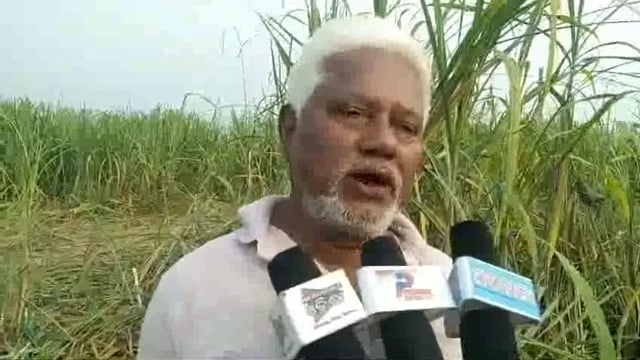 ବଣୁଆ ହାତୀର ଉତ୍ପାତ ରେ ଚାଷୀ ହତାଶ ଆରତଃଚରଣ ବିଶ୍ୱାଳ ଙ୍କ ମତ ସବୁ ନଷ୍ଟକରିଦେଲା ହାତୀ 