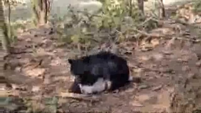 भालू द्वारा बाप बेटे पर हमले का वीडियो सोशल मीडिया पर तेजी से हो रहा वायरल-

छत्तीसगढ़ के कांकेर से दर्दनाक खबर सामने आई है, 

यहां जंगल में एक भालू ने बाप-बेटे पर हमला किया, जिसमें दोनों की मौत हो गई है

आक्रामक भालू ने पहले बेटे पर अटैक किया और उसकी जान चली गई, मौके पर पहुंची वन विभाग की टीम जब शव उठाने पहुंची तो उसके ऊपर भी हमला कर दिया।

इसमें पिता की मौत हो गई। वहीं दो अन्य लोग जख्मी हो गए हैं