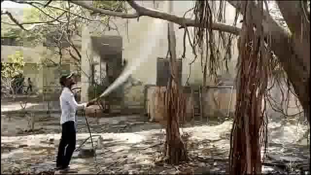 कावळ्यांच्या पाठोपाठ उदगिरात काबूतरांचा मृत्यू,तीन कबुतरे मृत अवस्थेत आढळले