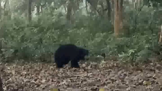 वाल्मीकि नगर वन क्षेत्र में मां नर देवी मंदिर परिसर के समीप एक भालू के चहलकदमी करते देख 