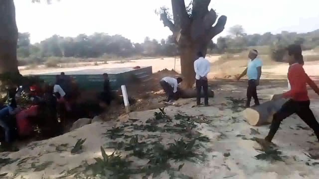 जागो:एक तरफ शुद्ध वातावरण के लिए हरे पेड़ लगाया जा रहा है. वहीं दूसरी ओर चंदन के धरोहर पुराना तीन हरा पेड़ कट रही है: 