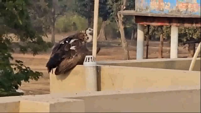 कांकेर में इलेक्ट्रॉनिक डिवाइस से लैस मिला पक्षी हरियाणा से उड़कर पहुंचा 