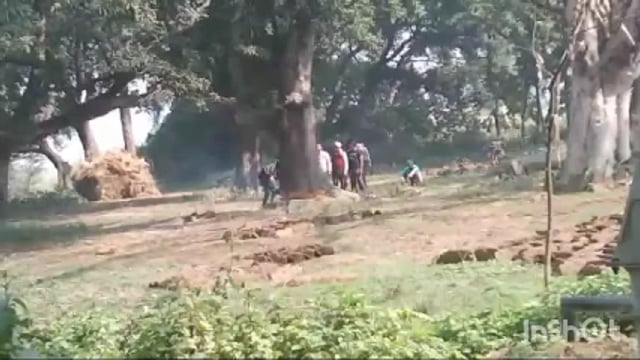 हरे पेड़ों पर चलाए जा रहा है आरा वन विभाग हरे पेड़ों को काटने से रोकने में असमर्थ सरकार का पर्यावरण संरक्षण मिशन फेल