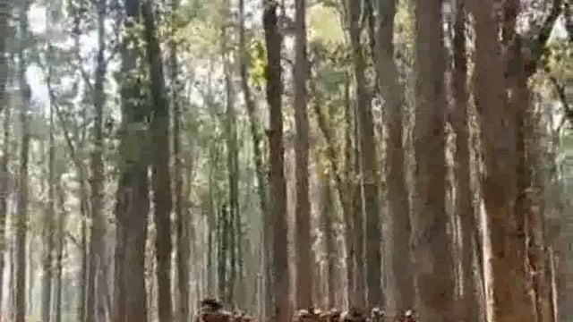 भारत-नेपाल सीमा से तस्करी रोकने को जंगल के रास्तों पर गश्त