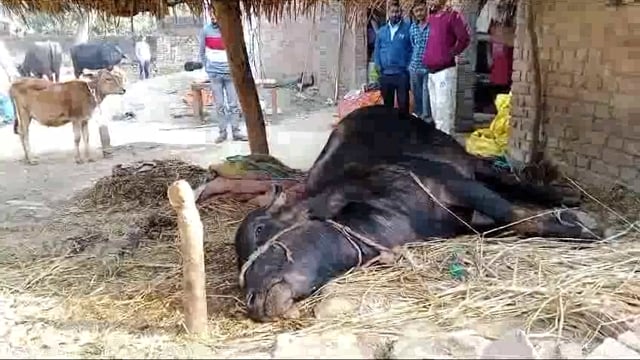 पशु आहार खाने से एक दर्जन भैंस गाय मरी पशुपालक की तहरीर सम्बंधित फर्म पर पुलिस मुकदमा दर्ज कर जांच शुरू किया 