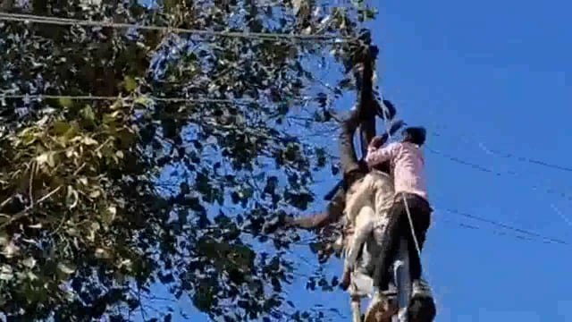 विधुत पोल पर तार लगाने चढ़े कर्मचारी की संदिग्ध परिस्थितियों में हुई मौत, पुलिस ने शव पोस्टमार्टम को भेजा।