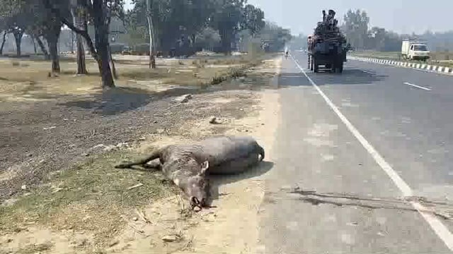 कार से टकराई नीलगाय जिससे कार हुई क्षतिग्रस्त नीलगाय की मौत
अंबेडकर नगर बसखारी थाना क्षेत्र के अंतर्गत मसडा मोहनपुर बाजार के निकट कार से टकराई नीलगाय कार बुरी तरीके से क्षतिग्रस्त वही नीलगाय की ट्रक की चपेट में आने से नीलगाय की मौत हो गई।