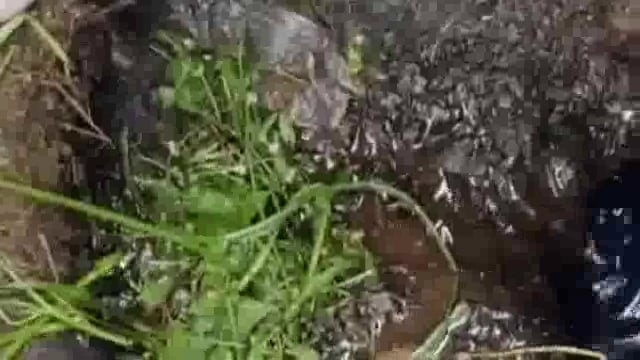 झांसी के सीपरी बाजार रेलवे नया पुल के पास की नालियों में डीजल जैसा पानी नालियों में गंदे पानी की जगह दे बहता है डीजल 