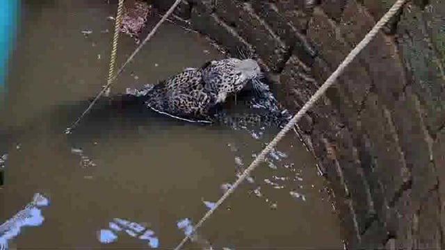 मौजे गावडे आंबेरे पाटीलवाडी ता जिल्हा रत्नागिरी येथील निलेश मधुकर पाटील यांच्या  परसवातील घराच्या समोर  20ते 25फूट विहिरीत भक्षाचा पाठलाग करताना पडलेल्या बिबट्याची  वनविभागाकडून सुटका