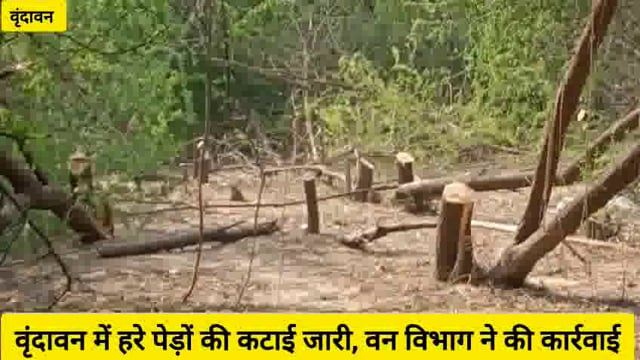 वृंदावन में एक बार फिर काटे गए हरे पेड़,वन विभाग ने मौके से पेड़ो की टहनियां व कटर मशीन की बरामद..