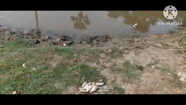 कुशमाहा गांव स्थित निजी पोखर में  असामाजिक तत्वों के द्वारा जहर डालने से मरी मछलियां।
