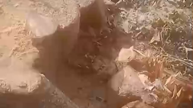 बाराबंकी के तहसील फतेहपुर के ग्राम फिरोजपुर में वन माफिया ठेकेदारों के हौसले बुलंद दिनदहाड़े काट ले जाते हैं लकड़िया 